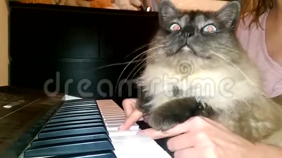 弹钢琴键盘或风琴的滑稽猫视频的预览图
