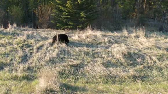 阿尔伯塔省班夫国家公园的一只大黑熊视频的预览图
