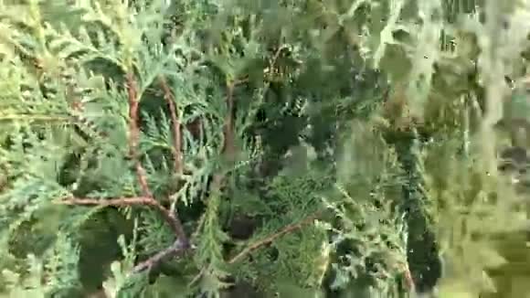 图亚灌木的枝条在春风中摇摆视频的预览图