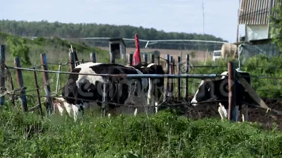夏天农场的奶牛视频的预览图