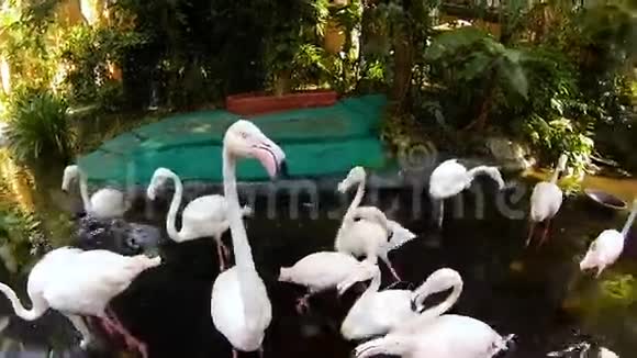 动物园的一群粉红色火烈鸟视频的预览图