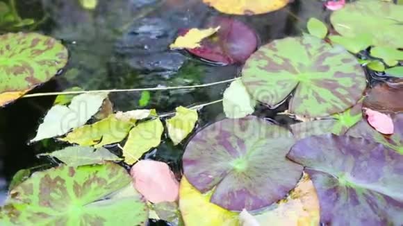 多利在夏天在花园池塘上移动视频的预览图