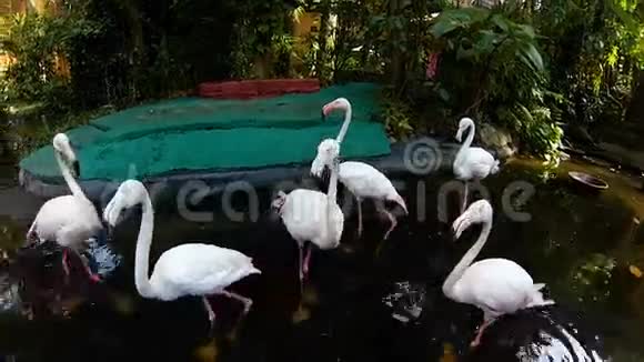 动物园的一群粉红色火烈鸟视频的预览图