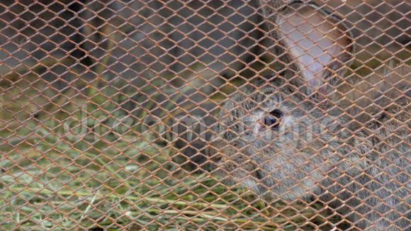 灰兔兔在网状金属笼子里视频的预览图