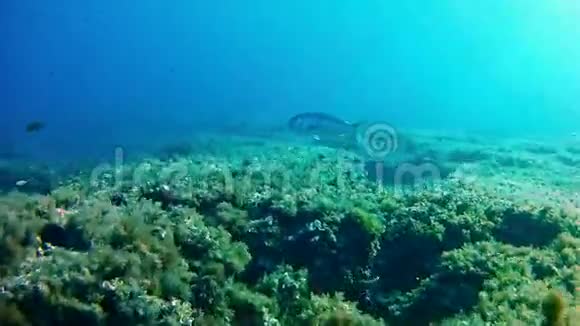 在马洛卡西班牙水下潜水丹顿丹特克斯视频的预览图