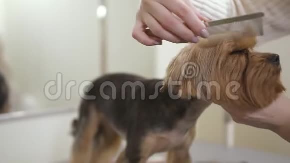 新郎梳可爱的小狗视频的预览图