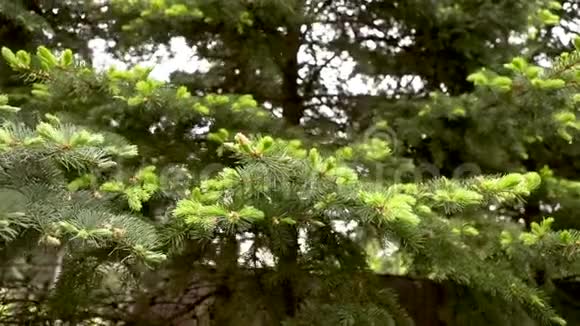 绿杉枝条纹理嫩芽在树上嫩绿在大树上视频的预览图
