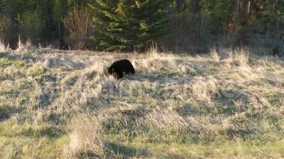 阿尔伯塔省班夫国家公园的一只大黑熊视频的预览图