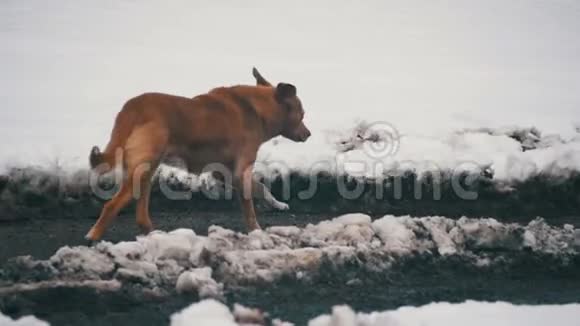 冬天无家可归的灰狗在雪街上奔跑慢动作视频的预览图