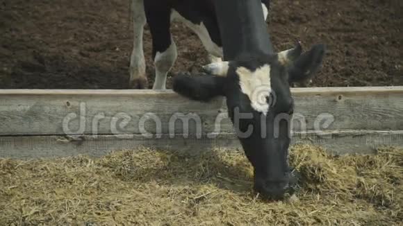 牛在笔里津津有味地吃着饲料帮助他的舌头视频的预览图