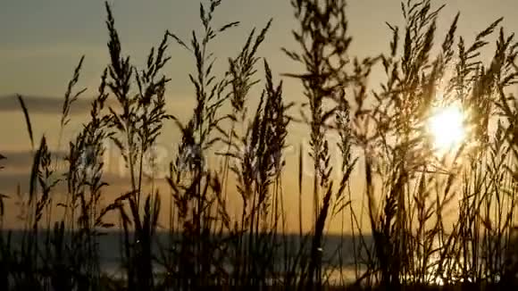 海水上夕阳西下沙滩上高高的草地摇曳视频的预览图