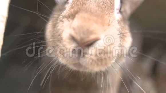 一只小兔子视频的预览图