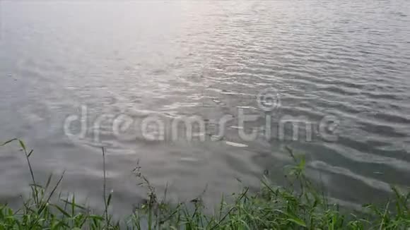 湖面上日落植物的前景轮廓视频的预览图