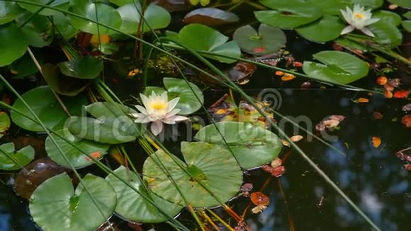 百合花在水面上视频的预览图