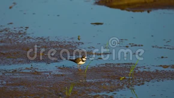 一只小鸟一只雌鸟走在沼泽里鸟捉虫吃虫视频的预览图