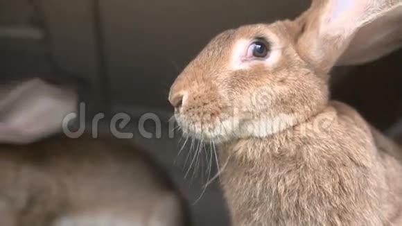 一只小兔子视频的预览图