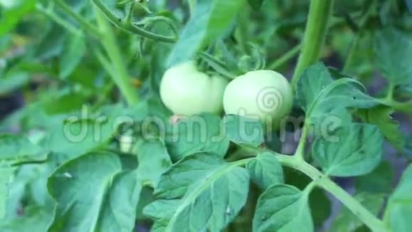花园里的绿色西红柿视频的预览图