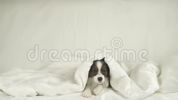 狗狗帕皮隆从毯子下面爬出来从床上跳下来视频的预览图