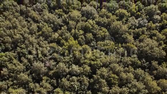 高空俯视图飞过美丽的绿林树空中摄影机拍摄景观全景视频的预览图