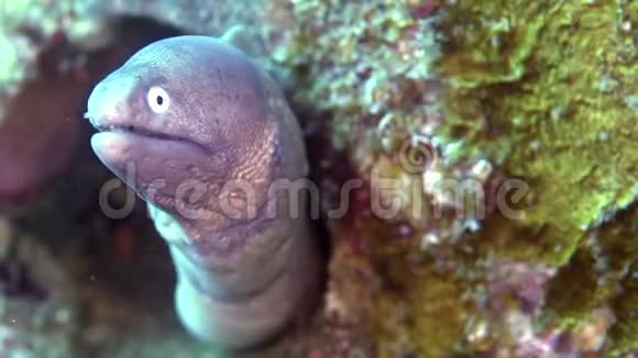 祖鲁海珊瑚中的白眼海螺视频的预览图