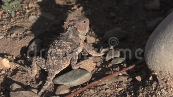 亚利桑那州在岩石中发现蟾蜍蜥蜴视频的预览图