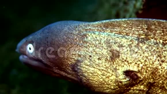 祖鲁海珊瑚中的白眼海螺视频的预览图