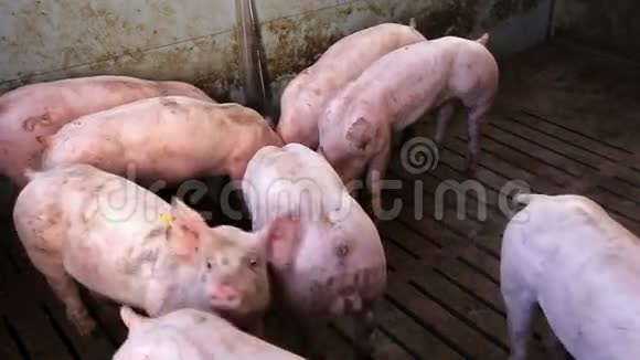 看拥挤的猪肉视频的预览图