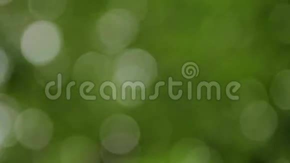 未聚焦的树叶绿色背景和纹理视频的预览图