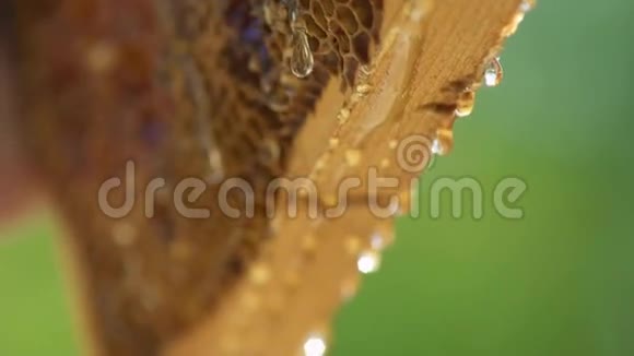 新鲜蜂蜜从蜂蜜细胞中滴出来看上去很开胃宏观的慢动作视频的预览图