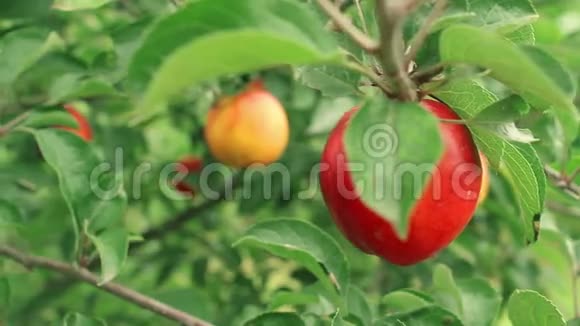 成熟的桃子在树枝上视频的预览图