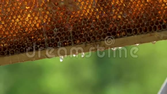 新鲜蜂蜜从蜂蜜细胞中滴出来录像特写视频的预览图