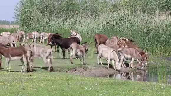 驴子喝水视频的预览图