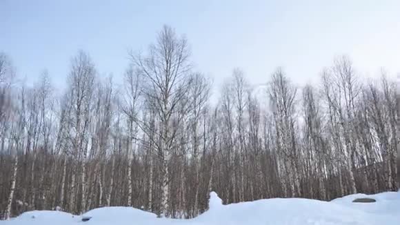 白雪皑皑的柴火堆蔚蓝的阳光明媚的天空和白桦林向左转视频的预览图