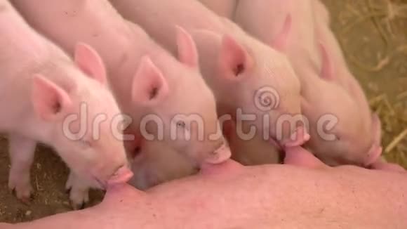 猪从母猪那里喝牛奶视频的预览图