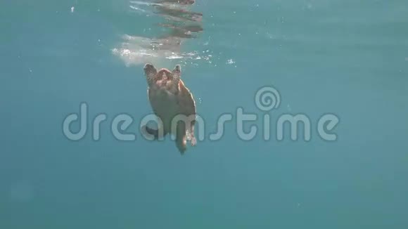 海龟到达水面并开始下降视频的预览图