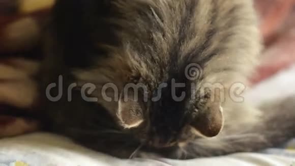 毛茸茸的西伯利亚猫躺在床上舔她的皮毛视频的预览图