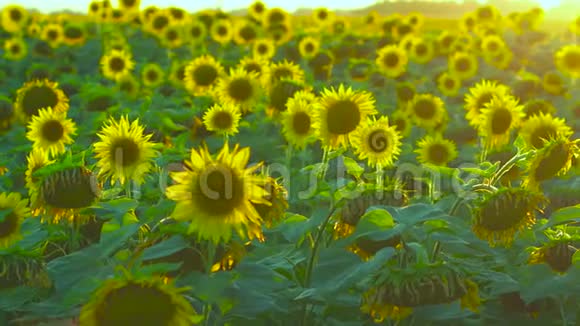 盛开的向日葵视频的预览图