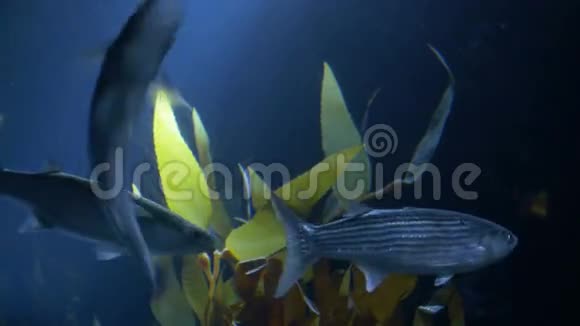 海洋中的鱼和轻鱼视频的预览图