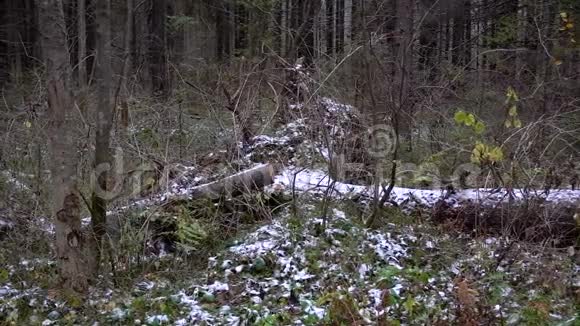 射杀森林中倒下的树视频的预览图