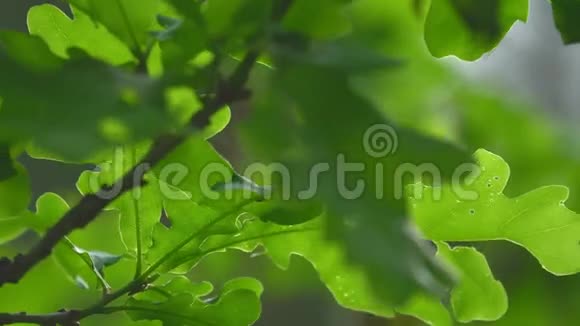 一棵有绿叶的橡树的枝条在风中飘扬阳光透过树叶发出美丽的光芒视频的预览图