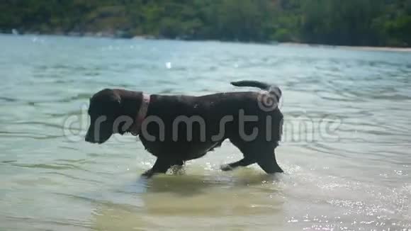 有趣的狗在水中玩海浪视频的预览图