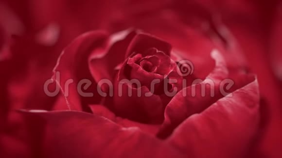 接近开放的暗红色玫瑰盛开的暗红色玫瑰视频的预览图
