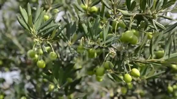 橄榄树种植园有机橄榄生长在橄榄树上农业和橄榄种植生产特级初榨橄榄油视频的预览图