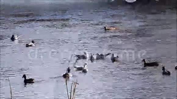 水中的鸭子和海鸥视频的预览图