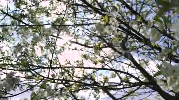 春天的大樱桃树在4K视频的预览图