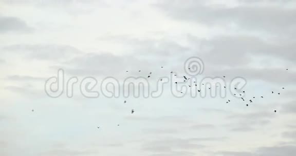 一群鸟在飞视频的预览图