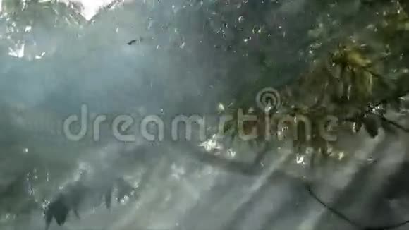 水滴在森林里毛毛雨视频的预览图