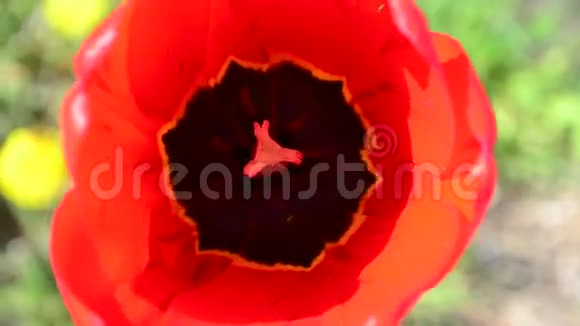 花园中的红色郁金香从顶部特写镜头观看视频的预览图