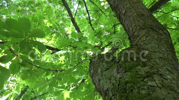 栗树树干和阳光透过树叶4K视频的预览图
