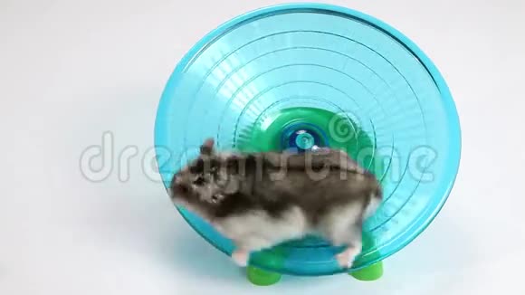 仓鼠和轮子视频的预览图